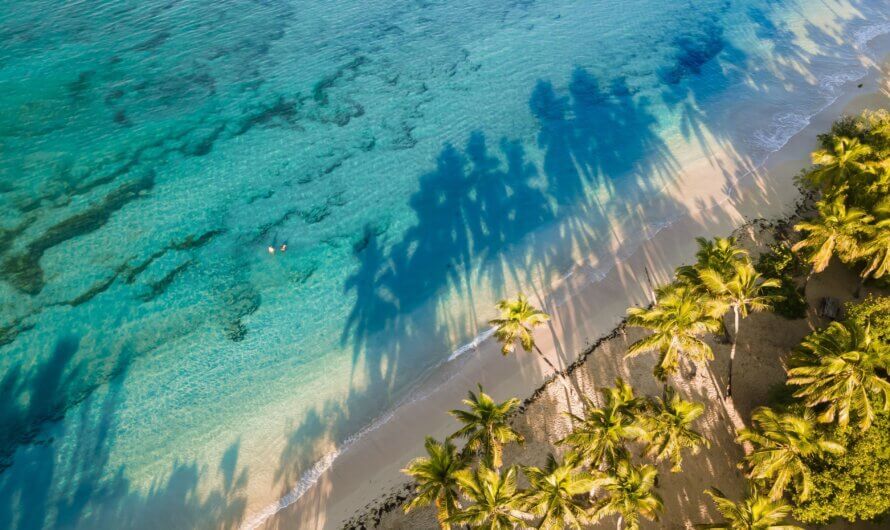 VIDEO. Journée d&rsquo;orthopédie : une première édition au CHU de Martinique marquée par une opération exceptionnelle du genou